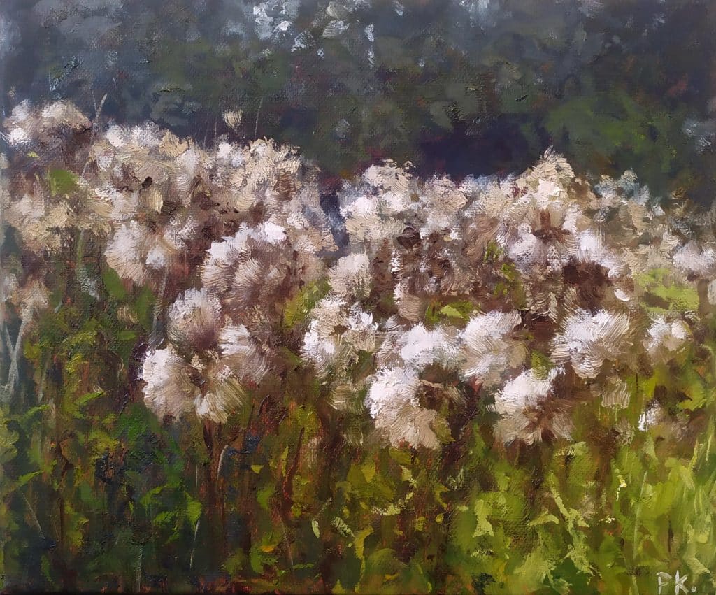 Fluffu-fields-in-August